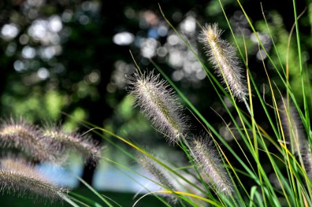 Pennisetum alopecuroides ( détails )