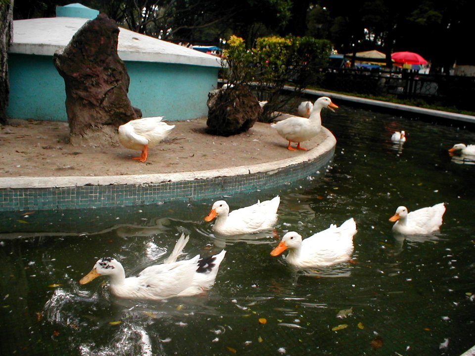 Patos en la Alameda Central de Toluca