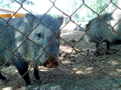 Pecarí en el Zoofari, Cuernavaca, Morelos