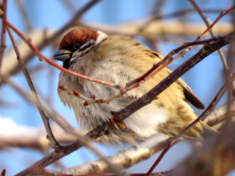 Passer montanus Kiev4