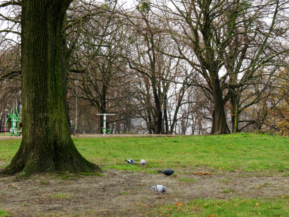 Park im. Drwęskich Poznań 02