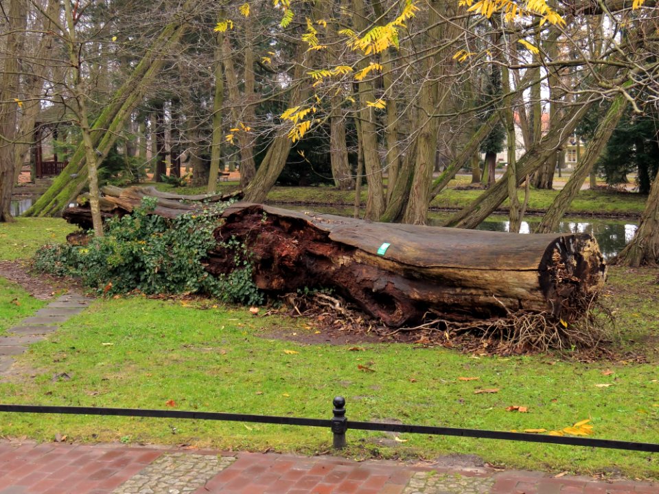 Park Oliwski 20
