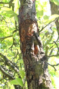 Pyrus communis6843