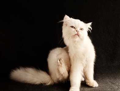 Kitten mammal fur