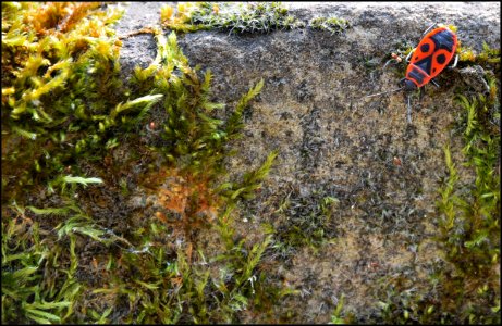 Pyrrhocoris apterus ou gendarme