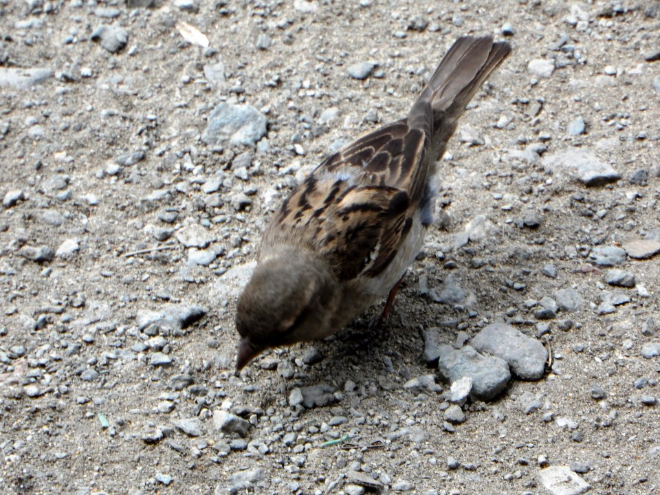 Passer domesticus (002)