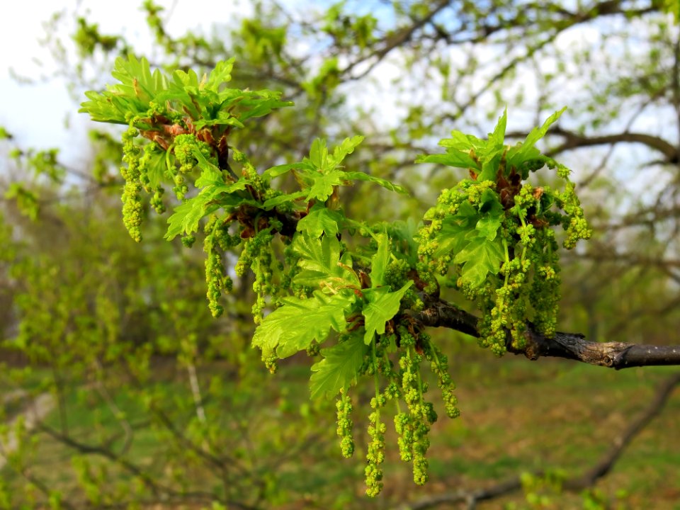 Quercus robur Bobrovnya1