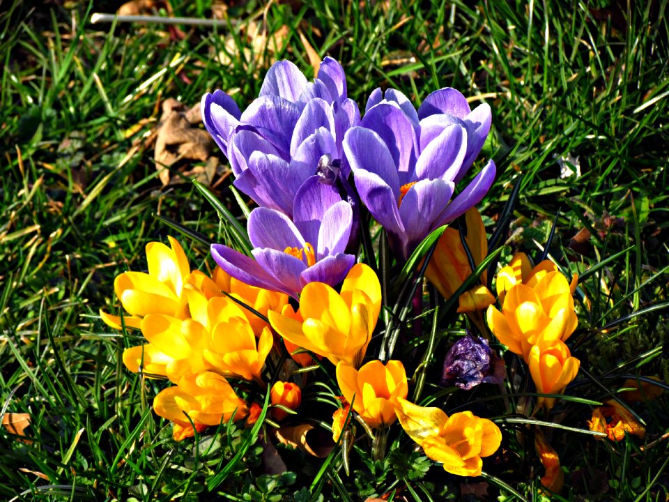 Spring flower gentle