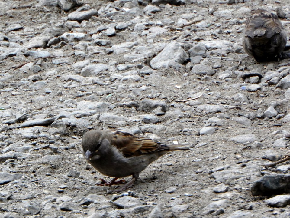 Passer domesticus (006)