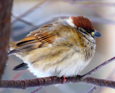 Passer montanus Kiev2