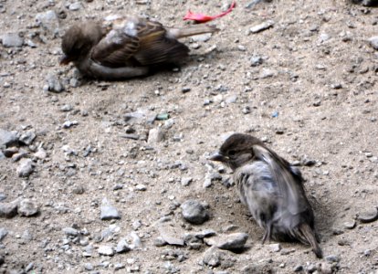 Passer domesticus (008)