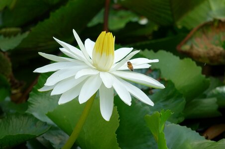 Lotus water fu yung white
