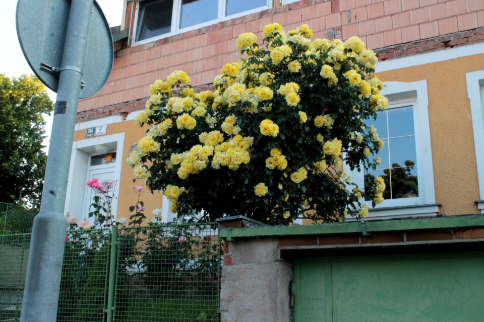 Růže 15362