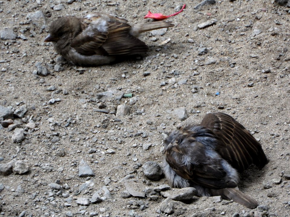 Passer domesticus (009)