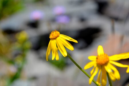 Spring flowers plant flowers