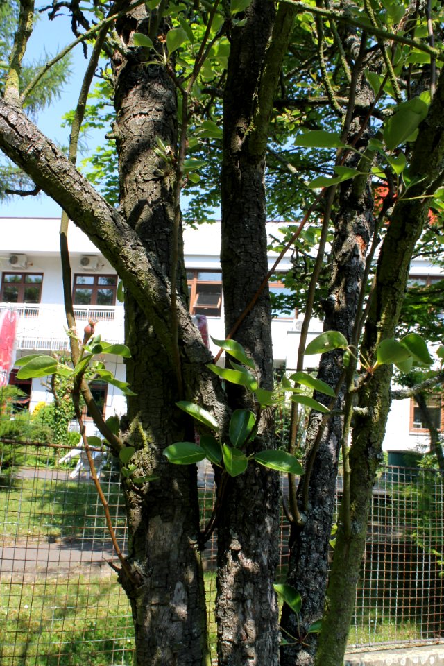 Pyrus communis 6833