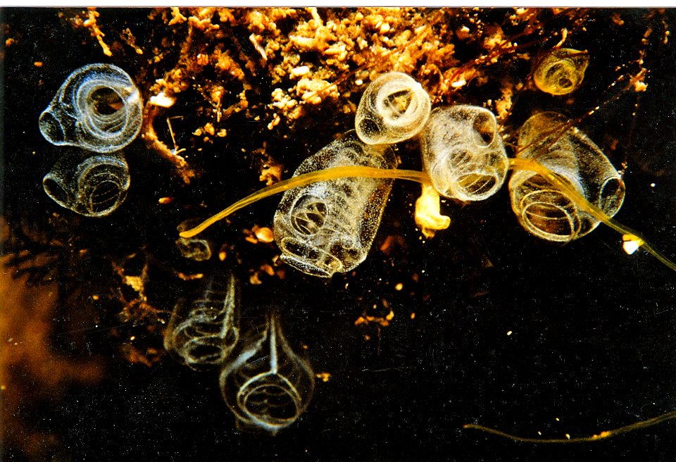 Pycnoclavella taureanensis Brunetti, 1991 1