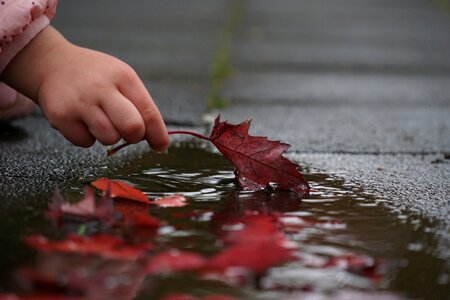 Red puddle leaf