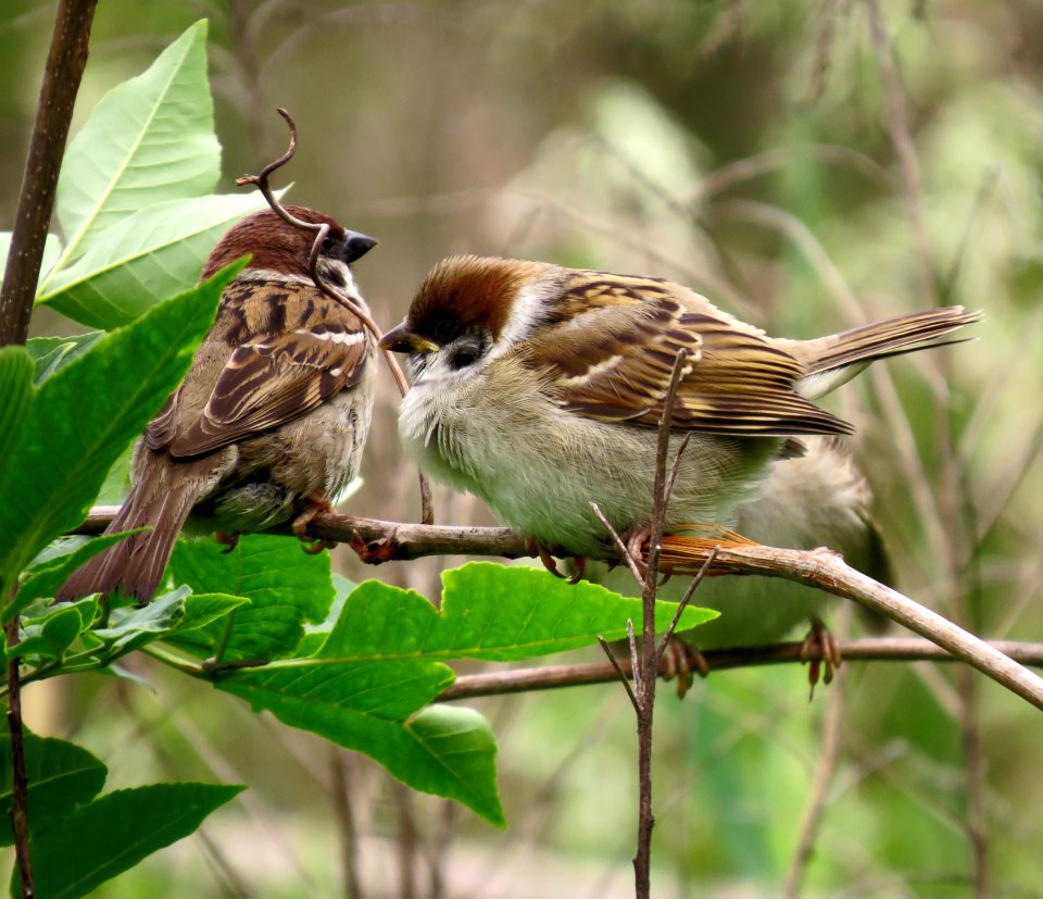 Passer montanus Kiev
