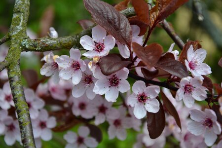 Plant season flowers