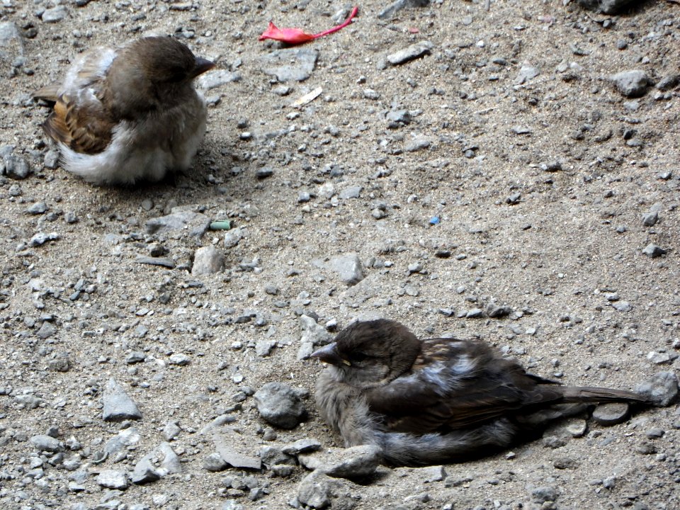 Passer domesticus (010)