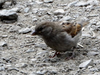 Passer domesticus (003)