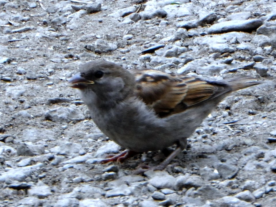 Passer domesticus (004)