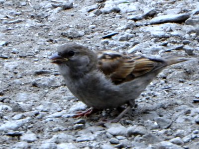 Passer domesticus (004)