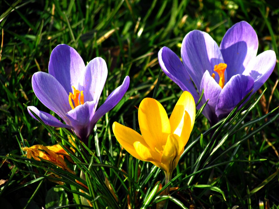 Spring flower gentle photo