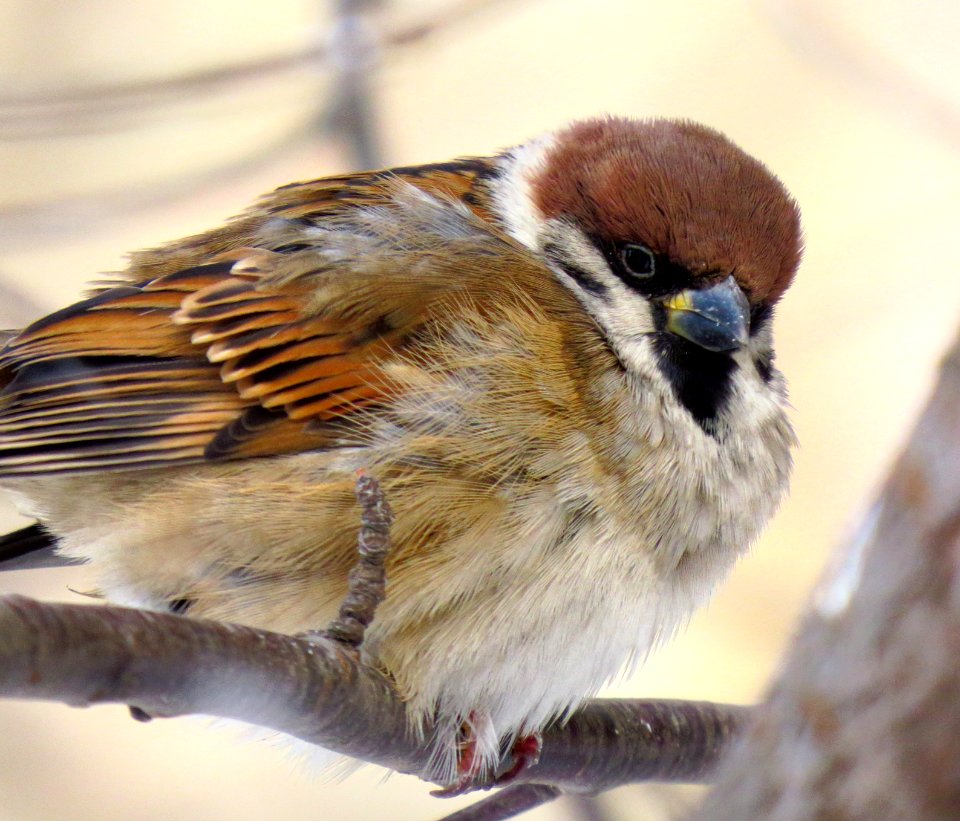 Passer montanus Kiev1