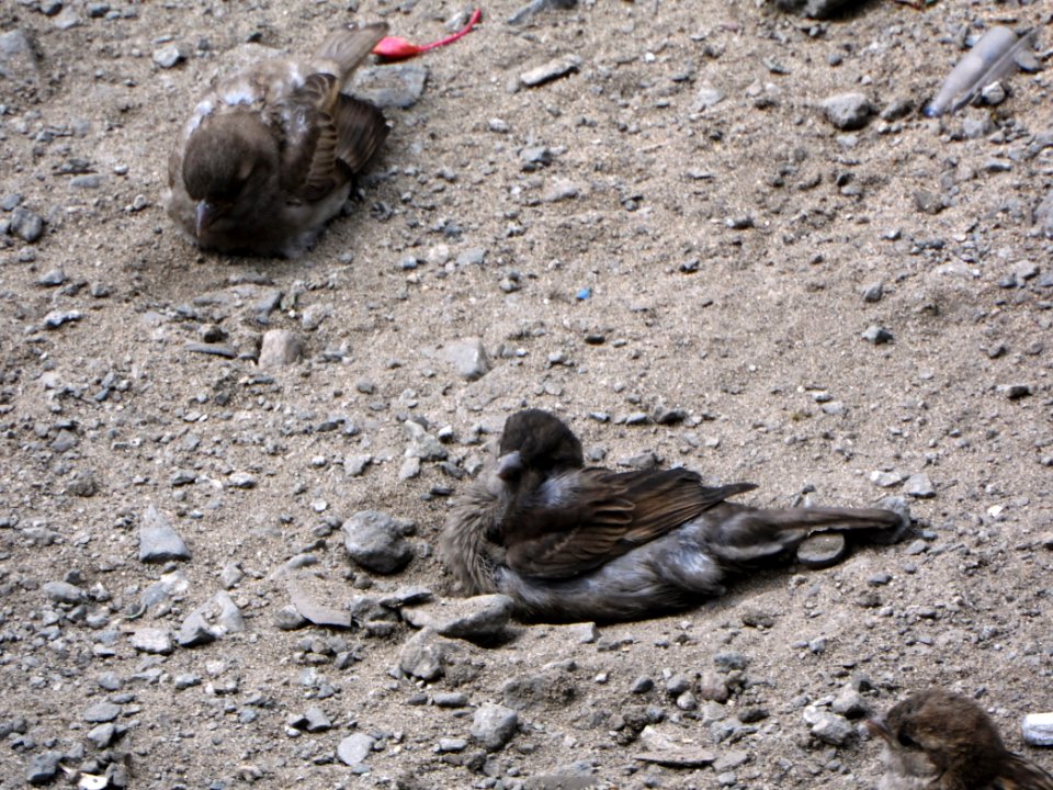 Passer domesticus (007)