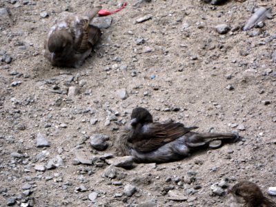 Passer domesticus (007)