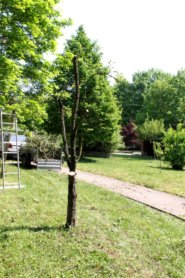 Pyrus communis 6852