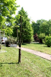 Pyrus communis 6852