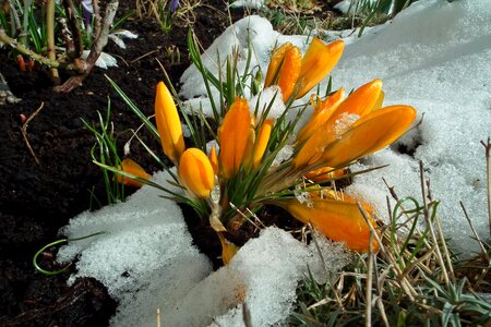 Flower krokus garden photo