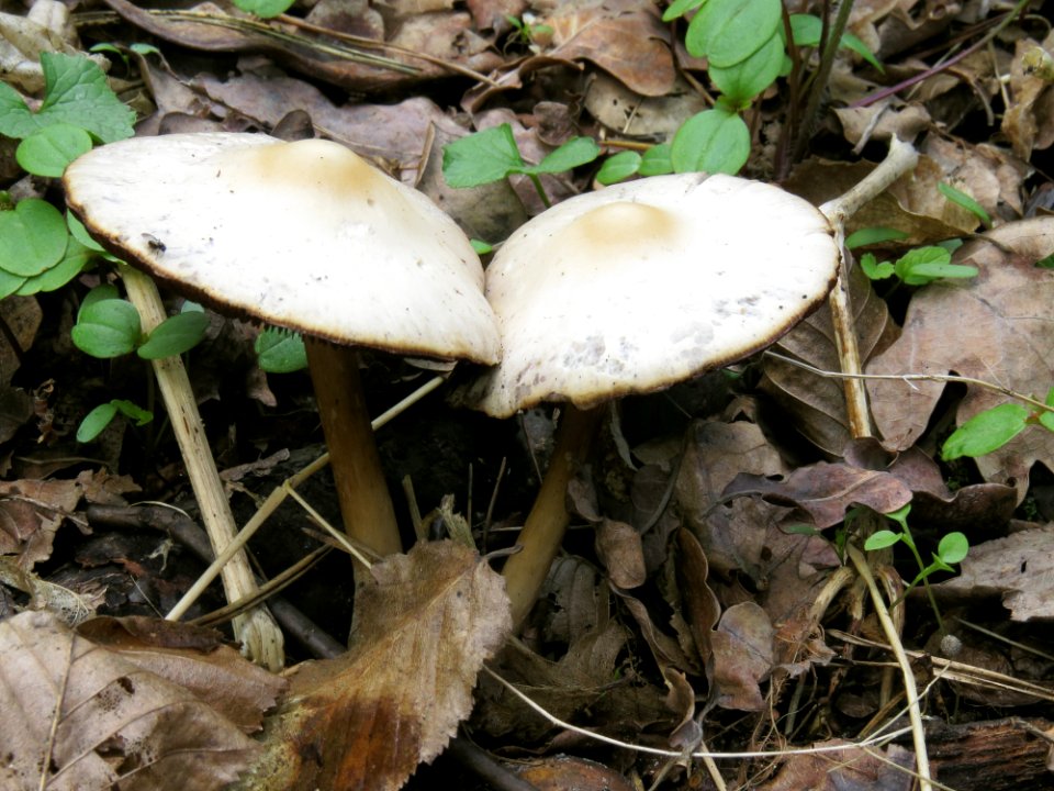 Psathyrella spadiceogrisea Kiev2