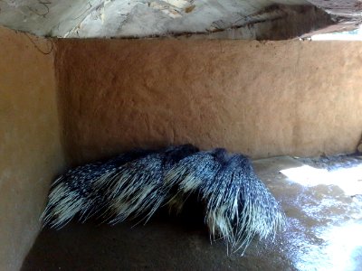 Puercoespines durmiendo en el Zoofari, Cuernavaca, Morelos photo