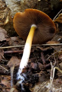 Psathyrella fatua Kiev4