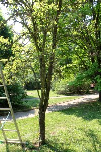 Pyrus communis 6846