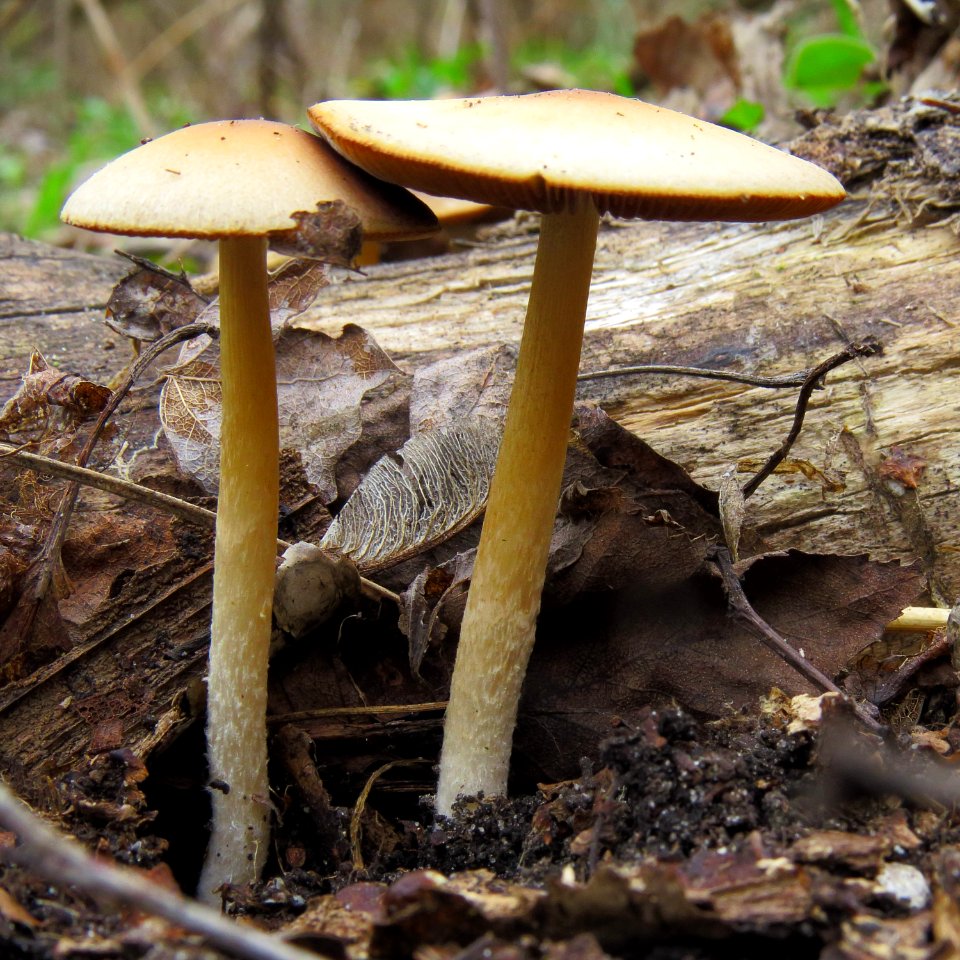 Psathyrella fatua Kiev3
