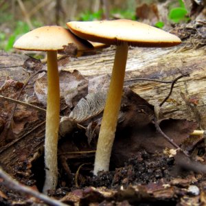 Psathyrella fatua Kiev3