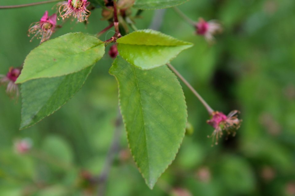 Prunus 12969