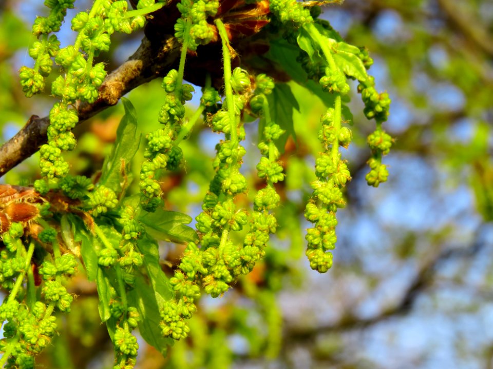 Quercus robur Bobrovnya4