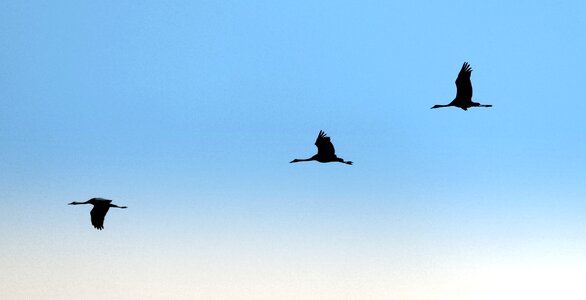 Birds nature animal world