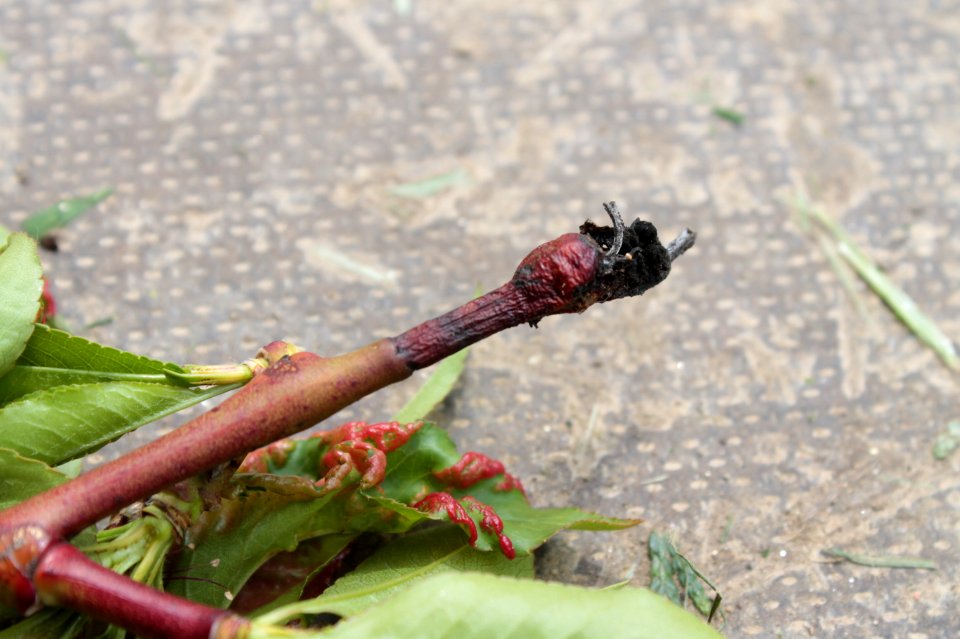 Prunus persica 13051