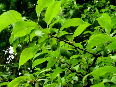 Prunus americana Syrets2