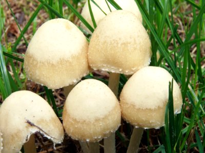 Psathyrella candolleana Kiev 5