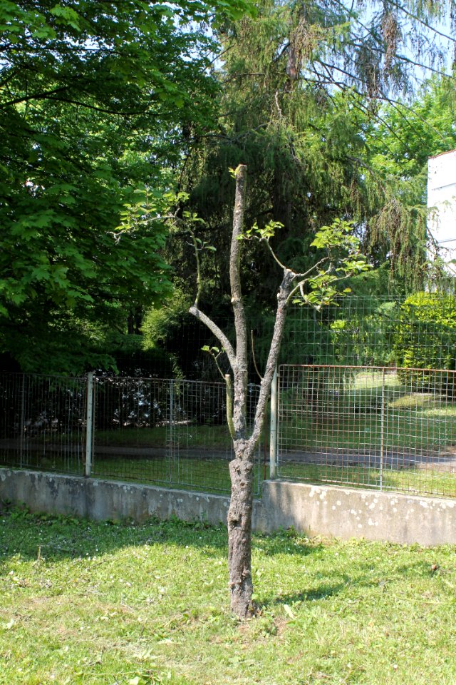 Pyrus communis 6849