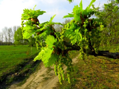 Quercus robur Bobrovnya2