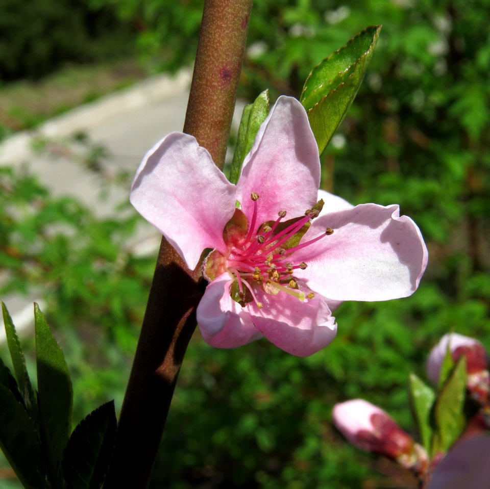 Prunus persica Kiev5